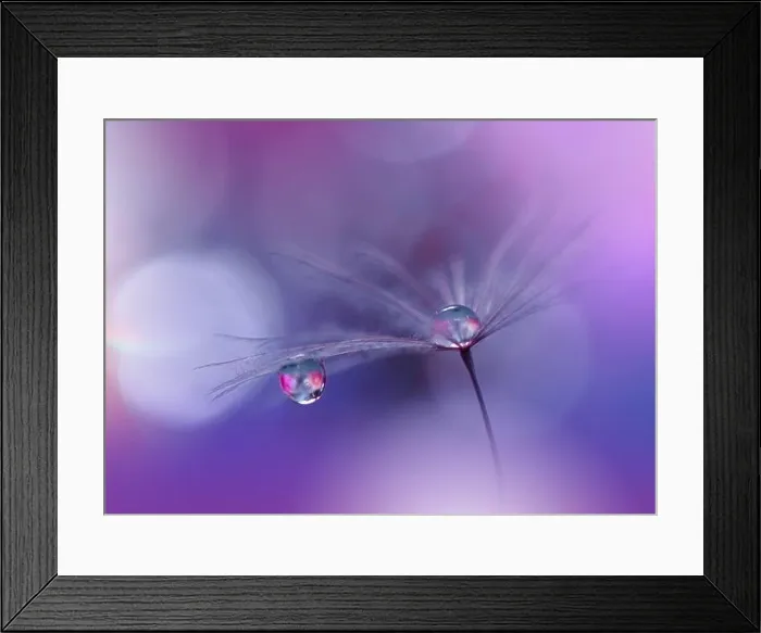 Framed Print : Beautiful Nature Background.Floral Art Design.Abstract Macro Photography.Pastel Flower.Dandelion Flowers.Violet Background.Creative Artistic Wallpaper