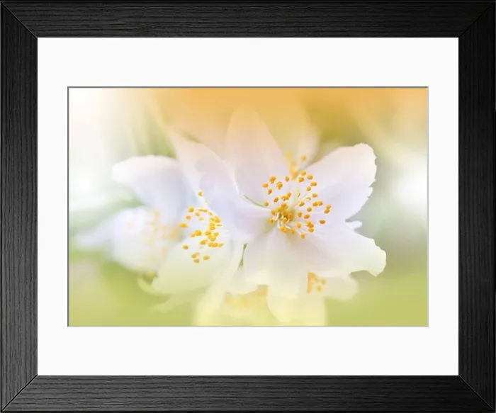 Framed Print : Beautiful Nature Background.Floral Art Design.Abstract Macro Photography.Blooming Spring Flowers.Jasmine Blossom Tree.Wedding Invitation.White Color Framed Print : Beautiful Nature Background.Floral Art Design.Abstract Macro Photography.Blooming Spring Flowers.Jasmine Blossom Tree.Wedding Invitation.White Color