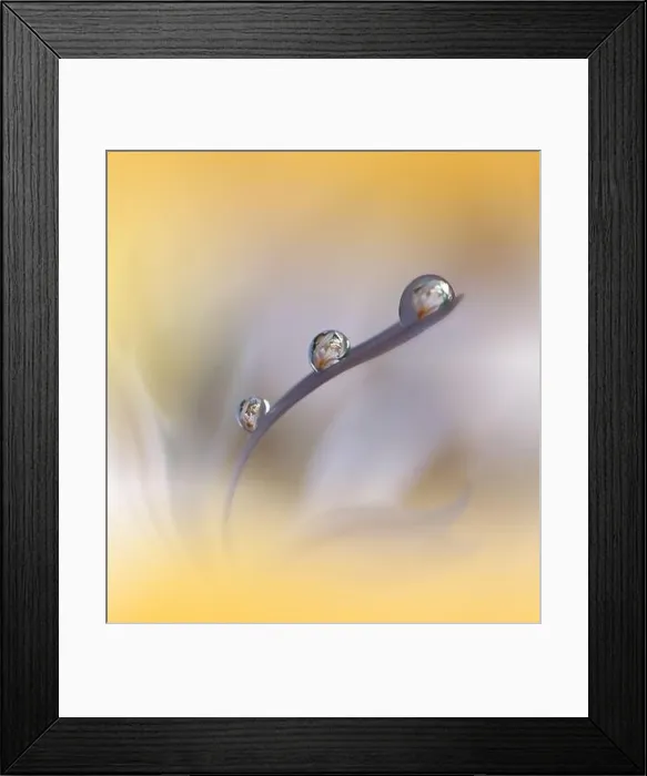 Framed Print : Beautiful Nature Background.Floral Art Design.Abstract Macro Photography.Daisy Flower.Golden Background.Creative Artistic Wallpaper.Tranquil, spa, drop Framed Print : Beautiful Nature Background.Floral Art Design.Abstract Macro Photography.Daisy Flower.Golden Background.Creative Artistic Wallpaper.Tranquil, spa, drop