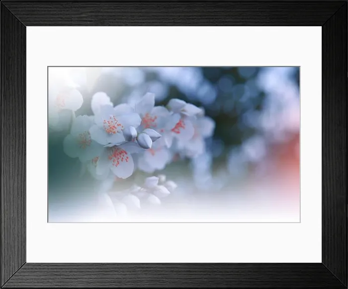 Framed Print : Beautiful Nature Background.Floral Art Design.Abstract Macro Photography.Blooming Spring Flowers.Jasmine Blossom Tree.Wedding Invitation.White Color Framed Print : Beautiful Nature Background.Floral Art Design.Abstract Macro Photography.Blooming Spring Flowers.Jasmine Blossom Tree.Wedding Invitation.White Color
