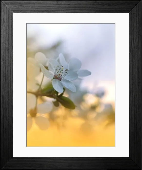 Framed Print : Beautiful Nature Background.Floral Art Design.Abstract Macro Photography.Blooming Spring Flowers.Jasmine Blossom Tree.Wedding Invitation.White Color