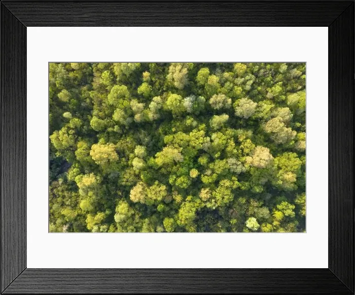 Framed Print : Aerial drone photo looking down on magical summer forest. Nature background. Landscape photography Framed Print : Aerial drone photo looking down on magical summer forest. Nature background. Landscape photography