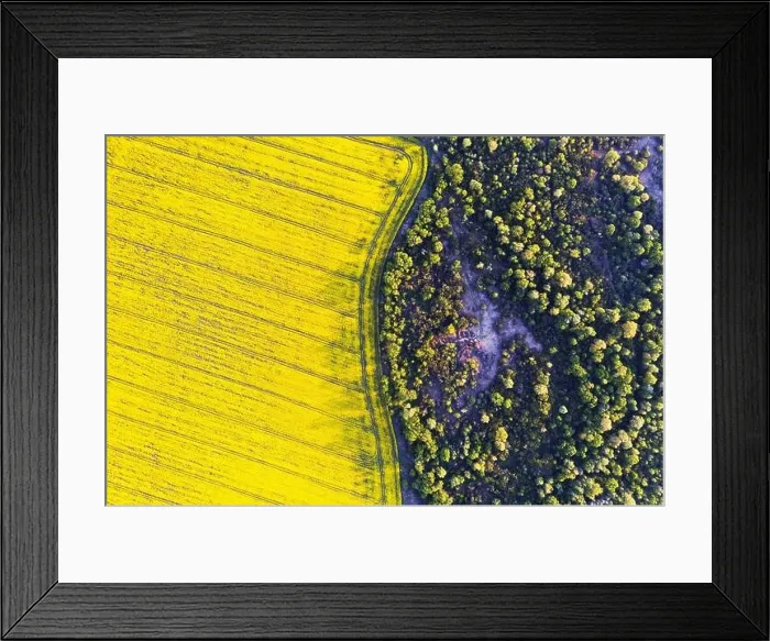 Framed Print : Aerial drone top view of yellow blooming field of rapeseed with lines from tractor tracks and green forest on sunny spring or summer day Framed Print : Aerial drone top view of yellow blooming field of rapeseed with lines from tractor tracks and green forest on sunny spring or summer day