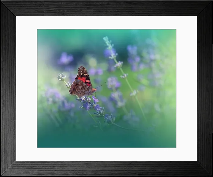 Framed Print : Beautiful Green Nature Background.Floral Art Design.Macro Photography.Butterfly and Lavender Field.Creative Artistic Wallpaper.Summer Flowers.Aroma Framed Print : Beautiful Green Nature Background.Floral Art Design.Macro Photography.Butterfly and Lavender Field.Creative Artistic Wallpaper.Summer Flowers.Aroma