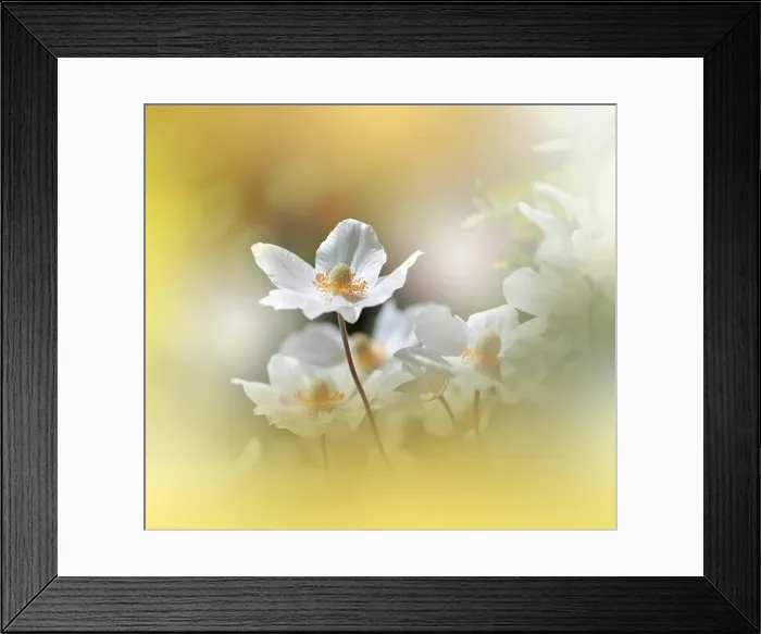 Framed Print : Beautiful Nature Background.Floral Art Design.Abstract Macro Photography.White Flower.Pastel Flowers.Golden Background.Creative Artistic Wallpaper Framed Print : Beautiful Nature Background.Floral Art Design.Abstract Macro Photography.White Flower.Pastel Flowers.Golden Background.Creative Artistic Wallpaper