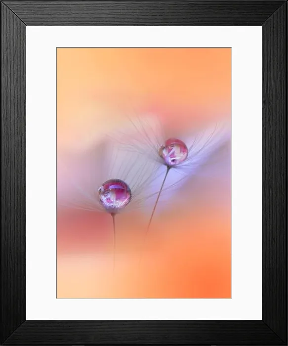 Framed Print : Beautiful Nature Background.Floral Art Design.Abstract Macro Photography.Dandelion Flowers.Creative Artistic Wallpaper.Celebration, love.Water Drops Framed Print : Beautiful Nature Background.Floral Art Design.Abstract Macro Photography.Dandelion Flowers.Creative Artistic Wallpaper.Celebration, love.Water Drops