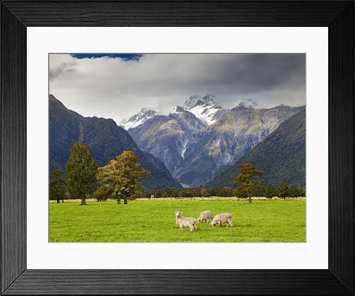 Framed Print : Landscape with snowy mountains and grazing sheep, Fox Glacier view, Southern Alps, New Zealand Framed Print : Landscape with snowy mountains and grazing sheep, Fox Glacier view, Southern Alps, New Zealand