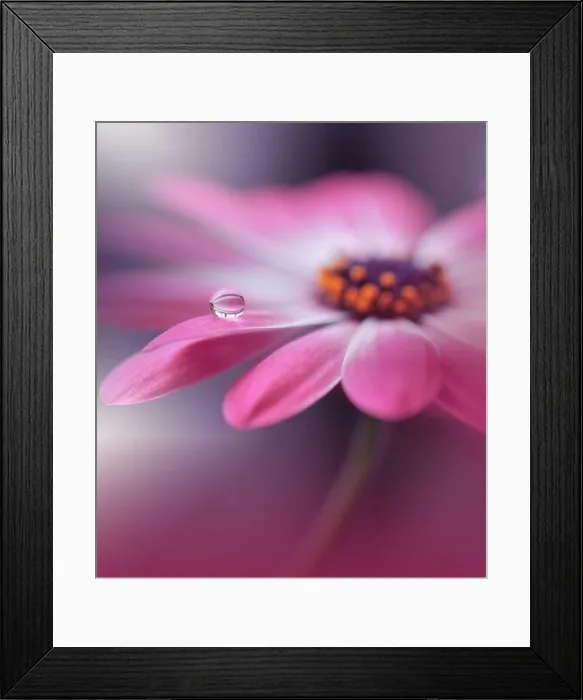 Framed Print : Beautiful Nature Background.Floral Art Design.Abstract Macro Photography.Daisy Flower.Pastel Flowers.Violet Background.Creative Artistic Wallpaper Framed Print : Beautiful Nature Background.Floral Art Design.Abstract Macro Photography.Daisy Flower.Pastel Flowers.Violet Background.Creative Artistic Wallpaper