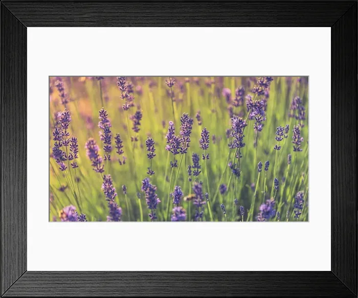 Framed Print : Beautiful field of lavender flowers during sunset. Wide crop, background concept Framed Print : Beautiful field of lavender flowers during sunset. Wide crop, background concept