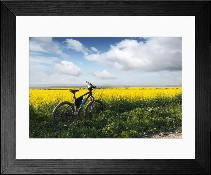 Framed Print : Black male bike on blooming yellow rapeseed field. Breathable landscape with blue cloudy sky at rural contrside Framed Print : Black male bike on blooming yellow rapeseed field. Breathable landscape with blue cloudy sky at rural contrside