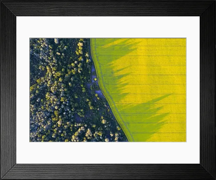 Framed Print : Aerial drone top view of yellow blooming field of rapeseed with lines from tractor tracks and green forest on sunny spring or summer day Framed Print : Aerial drone top view of yellow blooming field of rapeseed with lines from tractor tracks and green forest on sunny spring or summer day
