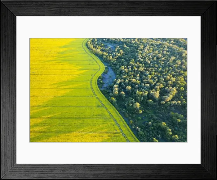 Framed Print : Aerial drone top view of yellow blooming field of rapeseed with lines from tractor tracks and green forest on sunny spring or summer day Framed Print : Aerial drone top view of yellow blooming field of rapeseed with lines from tractor tracks and green forest on sunny spring or summer day