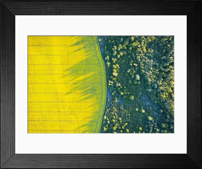 Framed Print : Aerial drone top view of yellow blooming field of rapeseed with lines from tractor tracks and green forest on sunny spring or summer day