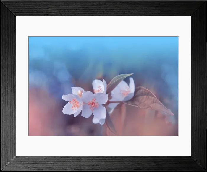 Framed Print : Beautiful Macro Photo.Jasmine Flowers.Floral Art Design.Close up Photography.Conceptual Abstract Image.Blue Background.Wedding Invitation.Aroma Framed Print : Beautiful Macro Photo.Jasmine Flowers.Floral Art Design.Close up Photography.Conceptual Abstract Image.Blue Background.Wedding Invitation.Aroma