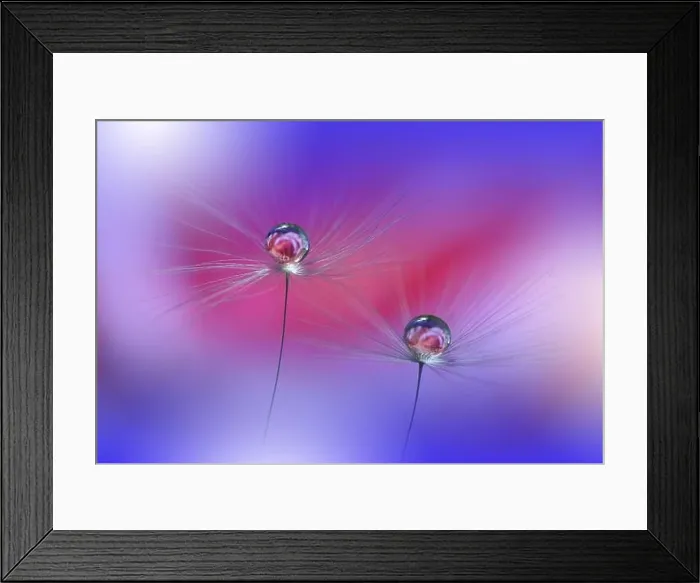 Framed Print : Beautiful Nature Background.Floral Art Design.Abstract Macro Photography.Pastel Flower.Dandelion Flowers.Blue Background.Creative Artistic Wallpaper Framed Print : Beautiful Nature Background.Floral Art Design.Abstract Macro Photography.Pastel Flower.Dandelion Flowers.Blue Background.Creative Artistic Wallpaper