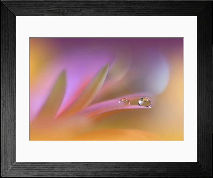 Framed Print : Beautiful Macro Photo.Colorful Flowers.Border Art Design.Magic Light.Close up Photography.Conceptual Abstract Image.Violet Background.Water Drop Framed Print : Beautiful Macro Photo.Colorful Flowers.Border Art Design.Magic Light.Close up Photography.Conceptual Abstract Image.Violet Background.Water Drop