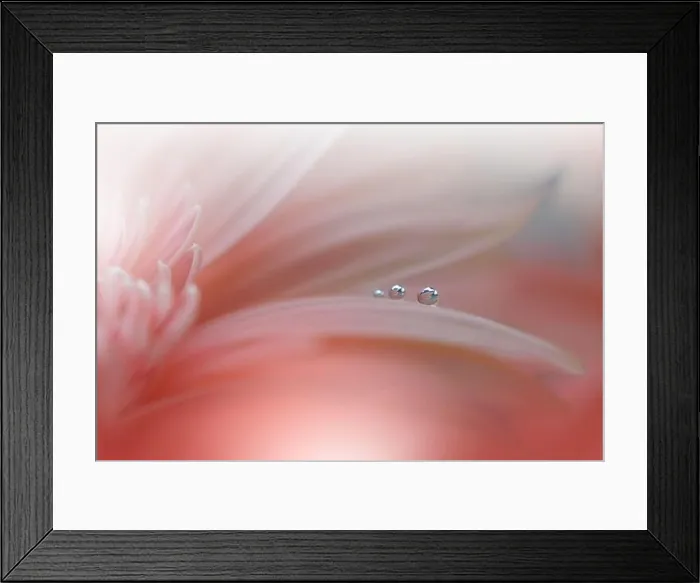 Framed Print : Beautiful Nature Background.Floral Art Design.Abstract Macro Photography.White Daisy Flower.Orange Background.Creative Artistic Wallpaper.Coral Color Framed Print : Beautiful Nature Background.Floral Art Design.Abstract Macro Photography.White Daisy Flower.Orange Background.Creative Artistic Wallpaper.Coral Color