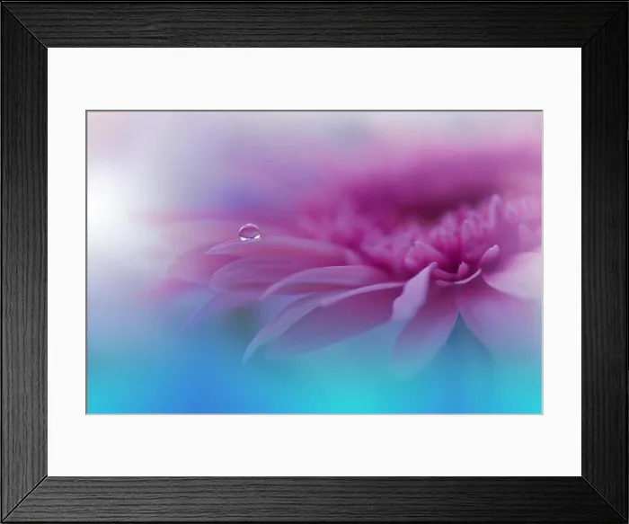 Framed Print : Beautiful Nature Background.Floral Art Design.Abstract Macro Photography.Gerbera Daisy Flower.Pink Background.Creative Artistic Wallpaper.Water Drop Framed Print : Beautiful Nature Background.Floral Art Design.Abstract Macro Photography.Gerbera Daisy Flower.Pink Background.Creative Artistic Wallpaper.Water Drop