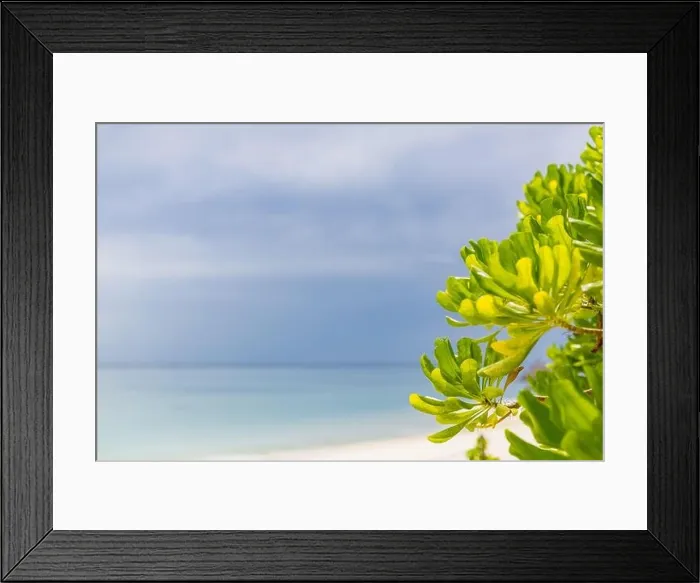 Framed Print : Beautiful Maldives islands beach with mangrove trees, white sand, light blue transparent water with coral reefs, green tropical forest plants Framed Print : Beautiful Maldives islands beach with mangrove trees, white sand, light blue transparent water with coral reefs, green tropical forest plants