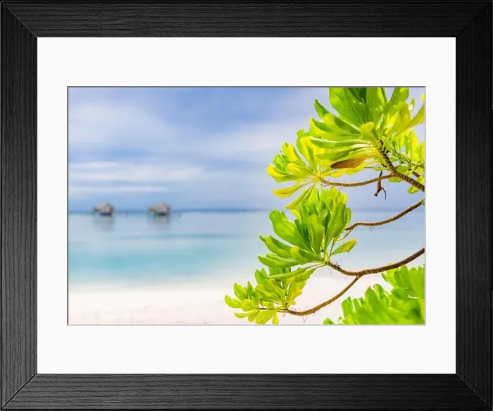 Framed Print : Beautiful Maldives islands beach with mangrove trees, white sand, light blue transparent water with coral reefs, green tropical forest plants Framed Print : Beautiful Maldives islands beach with mangrove trees, white sand, light blue transparent water with coral reefs, green tropical forest plants