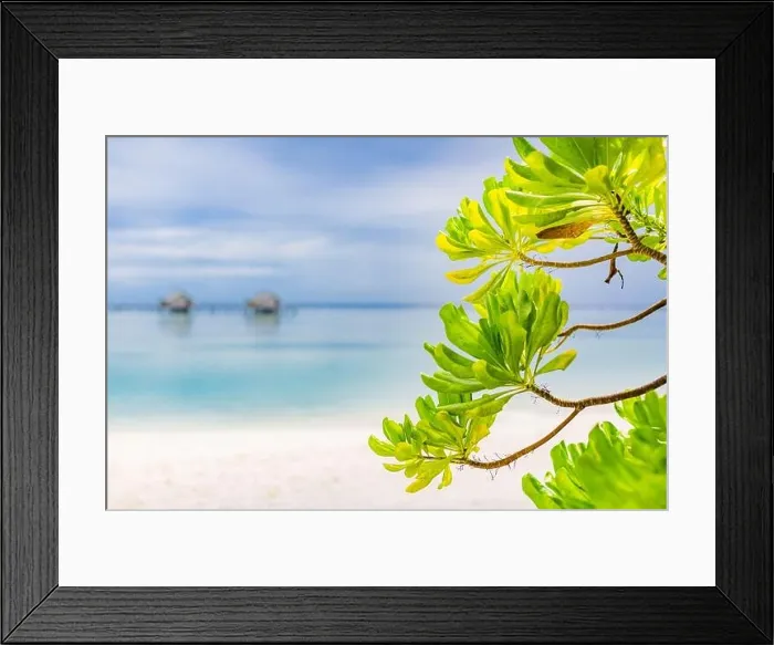 Framed Print : Beautiful Maldives islands beach with mangrove trees, white sand, light blue transparent water with coral reefs, green tropical forest plants Framed Print : Beautiful Maldives islands beach with mangrove trees, white sand, light blue transparent water with coral reefs, green tropical forest plants