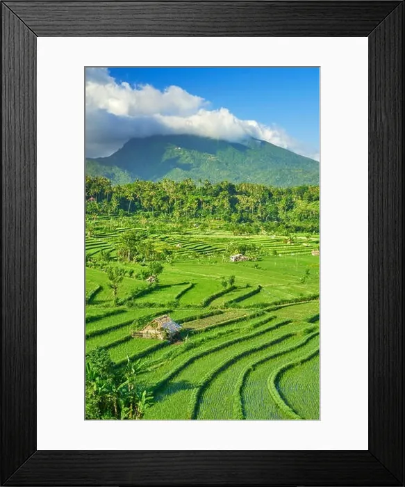 Framed Print : Rice Terrace field landscape, Bali, Indonesia Framed Print : Rice Terrace field landscape, Bali, Indonesia