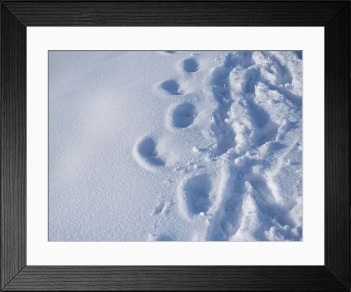 Framed Print : Outdoor footprints on white snow in winter season. Footprints on mountain hike path track Framed Print : Outdoor footprints on white snow in winter season. Footprints on mountain hike path track