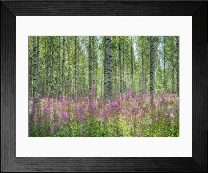 Framed Print : Beautiful birch forest with pink flowers at bright sunny summer day in Finland Framed Print : Beautiful birch forest with pink flowers at bright sunny summer day in Finland
