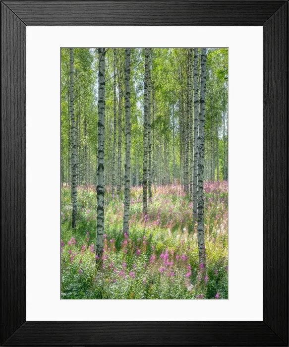 Framed Print : Beautiful birch forest with pink flowers at bright sunny summer day in Finland Framed Print : Beautiful birch forest with pink flowers at bright sunny summer day in Finland