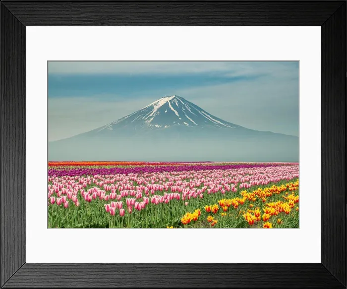 Framed Print : Landscape of Japan tulips with Mt.fuji in Japan Framed Print : Landscape of Japan tulips with Mt.fuji in Japan