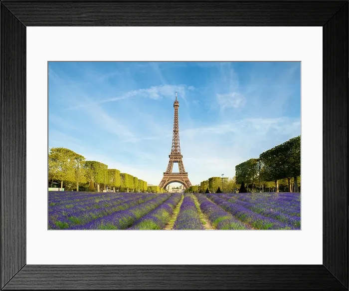 Framed Print : Beautiful purple lavender filed with Eiffel tower in background in Paris, France. Eiffel tower in morning in Paris, France