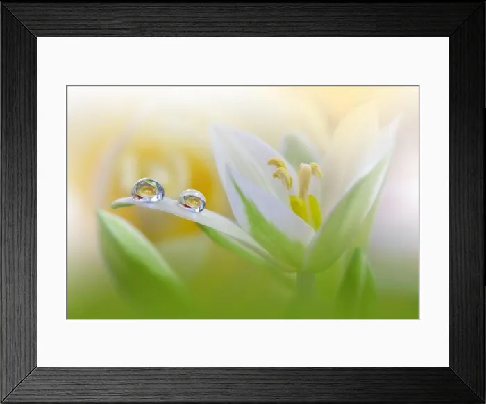 Framed Print : Beautiful Macro Photo.Colorful Flowers.Border Art Design.Magic Light.Close up Photography.Conceptual Abstract Image.Green Background.Water Drop Framed Print : Beautiful Macro Photo.Colorful Flowers.Border Art Design.Magic Light.Close up Photography.Conceptual Abstract Image.Green Background.Water Drop