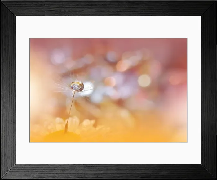 Framed Print : Beautiful Nature Background.Floral Art Design.Abstract Macro Photography.Pastel Flower.Dandelion Flowers.Pink Background.Creative Artistic Wallpaper Framed Print : Beautiful Nature Background.Floral Art Design.Abstract Macro Photography.Pastel Flower.Dandelion Flowers.Pink Background.Creative Artistic Wallpaper