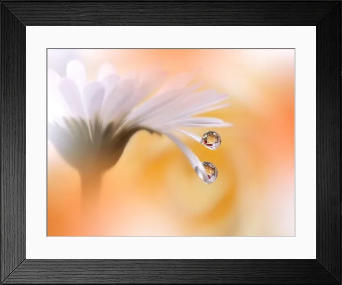 Framed Print : Beautiful Macro Photo.Colorful Flowers.Border Art Design.Magic Light.Close up Photography.Conceptual Abstract Image.White and Golden Background.Drops Framed Print : Beautiful Macro Photo.Colorful Flowers.Border Art Design.Magic Light.Close up Photography.Conceptual Abstract Image.White and Golden Background.Drops