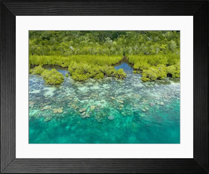 Framed Print : A scenic mangrove forest is fringed by a healthy coral reef in the Solomon Islands. This beautiful country is home to spectacular marine biodiversity Framed Print : A scenic mangrove forest is fringed by a healthy coral reef in the Solomon Islands. This beautiful country is home to spectacular marine biodiversity