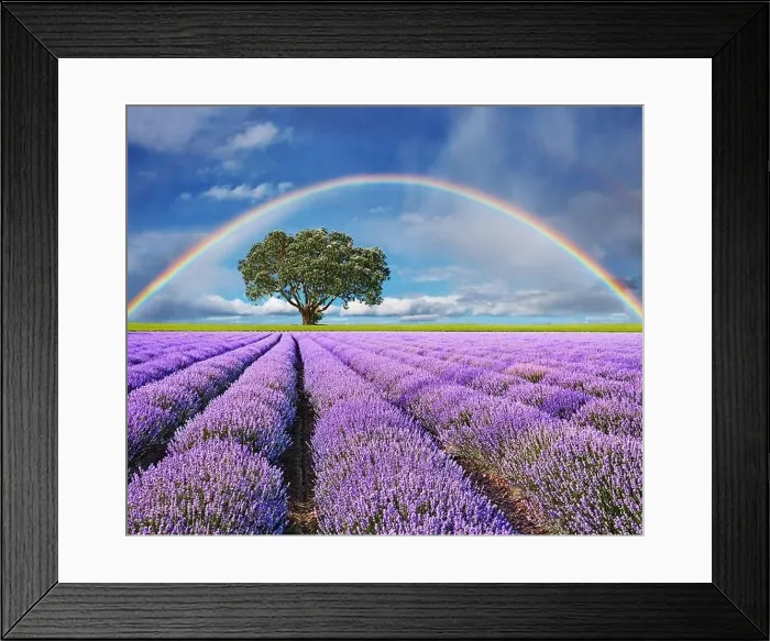 Framed Print : Landscape with lavender field, lonely tree and rainbow Framed Print : Landscape with lavender field, lonely tree and rainbow