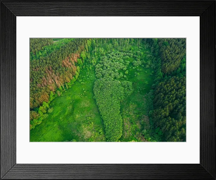 Framed Print : Aerial View Green Forest Woods Landscape In Sunny Spring Evening. Top View Of Beautiful European Nature From High Attitude In Summer Season. Drone Vie Framed Print : Aerial View Green Forest Woods Landscape In Sunny Spring Evening. Top View Of Beautiful European Nature From High Attitude In Summer Season. Drone Vie