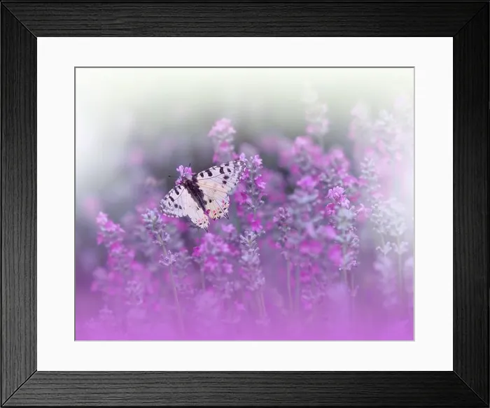 Framed Print : Beautiful Violet Nature Background.Floral Art Design.Macro Photography.Abstract Pastel Landscape.Copy Space.Summer Butterfly and Lavender Field.Aroma Framed Print : Beautiful Violet Nature Background.Floral Art Design.Macro Photography.Abstract Pastel Landscape.Copy Space.Summer Butterfly and Lavender Field.Aroma