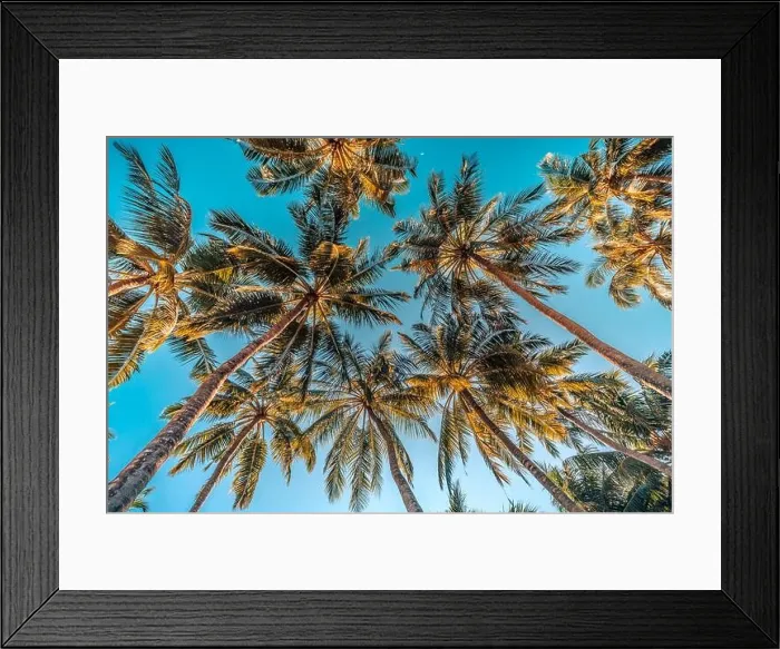 Framed Print : Coconut palm trees over amazing island with blur sky view. Palms as tropical background pattern, nature texture Framed Print : Coconut palm trees over amazing island with blur sky view. Palms as tropical background pattern, nature texture