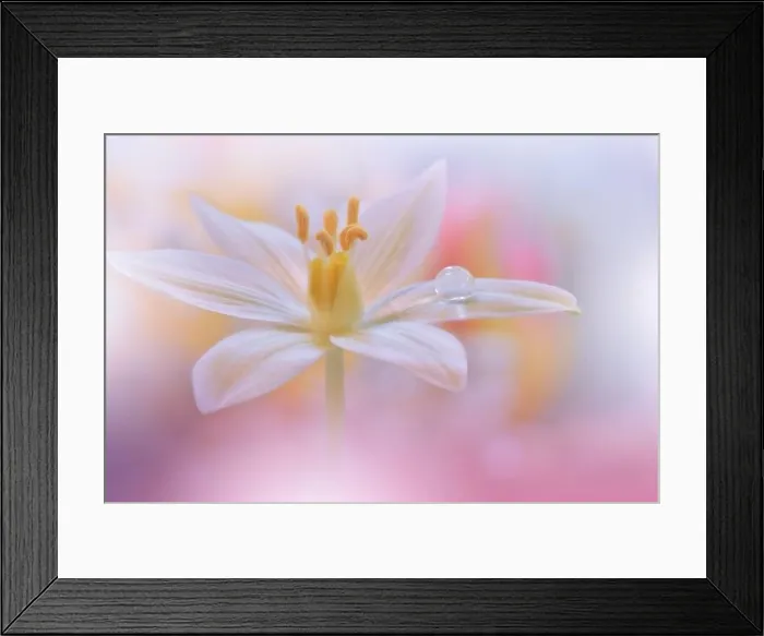Framed Print : Beautiful Macro Photo.Colorful Flowers.Border Art Design.Magic Light.Close up Photography.Conceptual Abstract Image.White and Pink Background.Drops Framed Print : Beautiful Macro Photo.Colorful Flowers.Border Art Design.Magic Light.Close up Photography.Conceptual Abstract Image.White and Pink Background.Drops