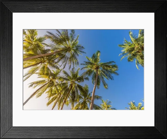 Framed Print : Coconut palm trees over amazing island with blur sky view. Palms as tropical background pattern, nature texture Framed Print : Coconut palm trees over amazing island with blur sky view. Palms as tropical background pattern, nature texture
