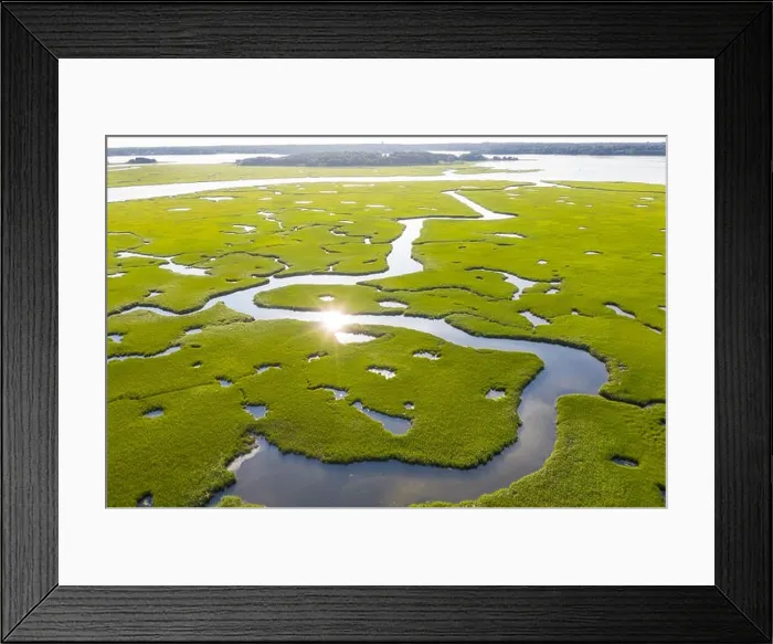Framed Print : A healthy salt marsh grows in Pleasant Bay on Cape Cod, Massachusetts. This type of marine habitat serves as a nursery for fish and invertebrates Framed Print : A healthy salt marsh grows in Pleasant Bay on Cape Cod, Massachusetts. This type of marine habitat serves as a nursery for fish and invertebrates