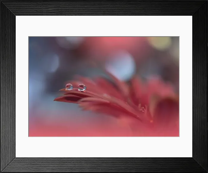 Framed Print : Beautiful Nature Background.Floral Art Design.Abstract Macro Photography.Gerbera Daisy Flower.Red Background.Creative Artistic Wallpaper.Water Drops Framed Print : Beautiful Nature Background.Floral Art Design.Abstract Macro Photography.Gerbera Daisy Flower.Red Background.Creative Artistic Wallpaper.Water Drops
