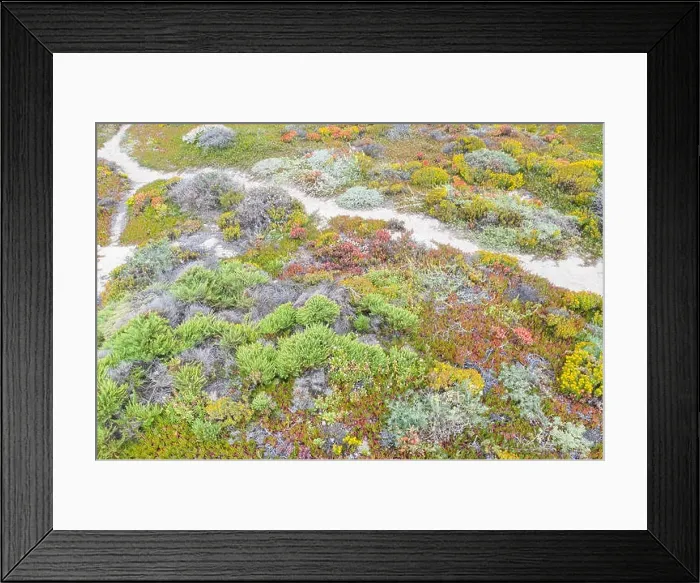 Framed Print : Seen from a bird's eye view, colorful mixed coastal scrub thrives on coastal bluffs near a popular beach south of Monterey in Northern California Framed Print : Seen from a bird's eye view, colorful mixed coastal scrub thrives on coastal bluffs near a popular beach south of Monterey in Northern California