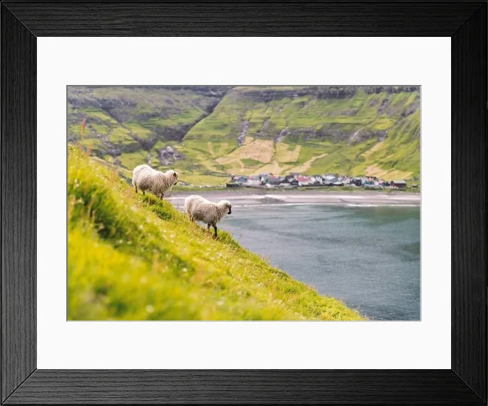 Framed Print : Two sheeps near Tjornuvik village beach on Streymoy island, Faroe Islands, Denmark. Landscape photography Framed Print : Two sheeps near Tjornuvik village beach on Streymoy island, Faroe Islands, Denmark. Landscape photography