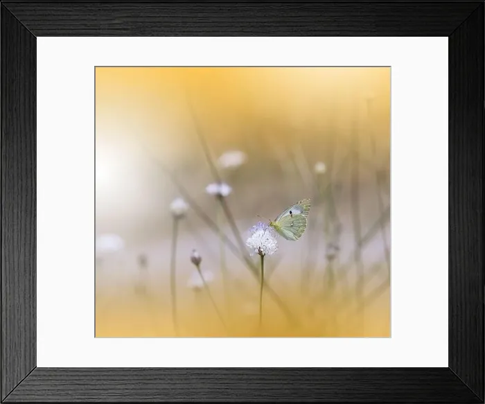 Framed Print : Beautiful Golden Nature Background.Floral Art Design.Macro Photography.Abstract Pastel Landscape with Copy Space.Summer Butterfly and Field.Yellow, fly Framed Print : Beautiful Golden Nature Background.Floral Art Design.Macro Photography.Abstract Pastel Landscape with Copy Space.Summer Butterfly and Field.Yellow, fly