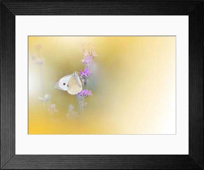 Framed Print : Beautiful Golden Nature Background.Floral Art Design.Macro Photography.Abstract Pastel Landscape with Copy Space.Summer Butterfly and Field.Yellow, fly Framed Print : Beautiful Golden Nature Background.Floral Art Design.Macro Photography.Abstract Pastel Landscape with Copy Space.Summer Butterfly and Field.Yellow, fly