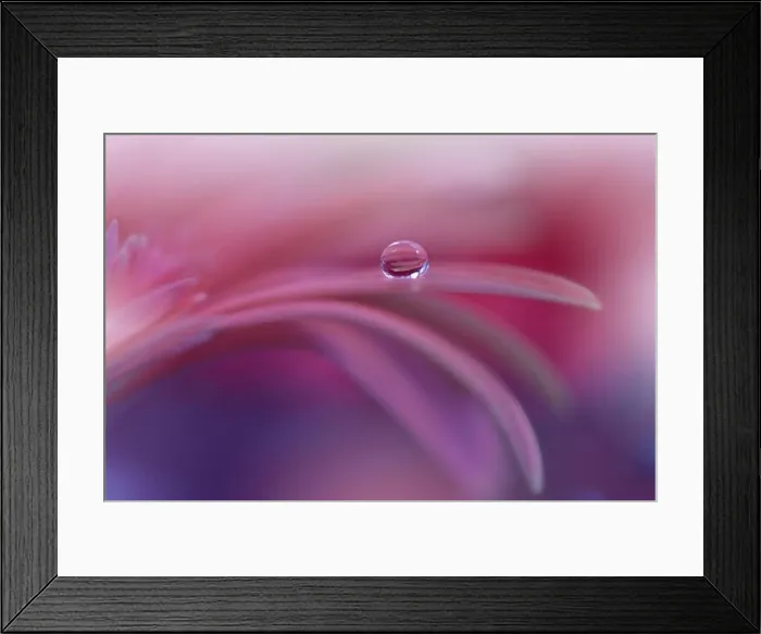 Framed Print : Beautiful Nature Background.Floral Art Design.Abstract Macro Photography.Gerbera Daisy Flower.Violet Background.Creative Artistic Wallpaper.Water Drop Framed Print : Beautiful Nature Background.Floral Art Design.Abstract Macro Photography.Gerbera Daisy Flower.Violet Background.Creative Artistic Wallpaper.Water Drop
