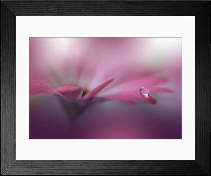 Framed Print : Beautiful Nature Background.Floral Art Design.Abstract Macro Photography.Gerbera Daisy Flower.Violet Background.Creative Artistic Wallpaper.Water Drop Framed Print : Beautiful Nature Background.Floral Art Design.Abstract Macro Photography.Gerbera Daisy Flower.Violet Background.Creative Artistic Wallpaper.Water Drop