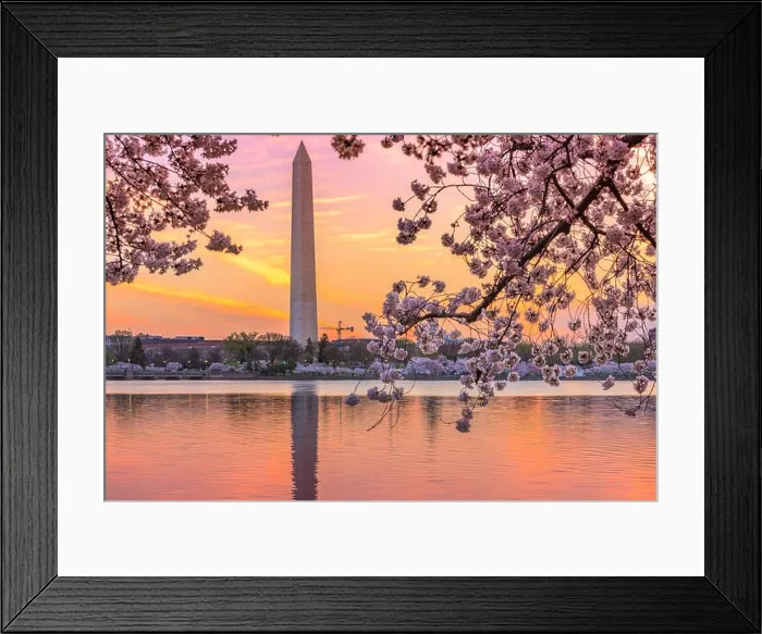 Framed Print : Washington DC, USA at the tidal basin with Washington Monument in spring season Framed Print : Washington DC, USA at the tidal basin with Washington Monument in spring season